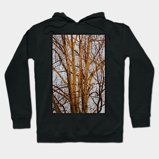 A Tree in the Morning Sun Hoodie